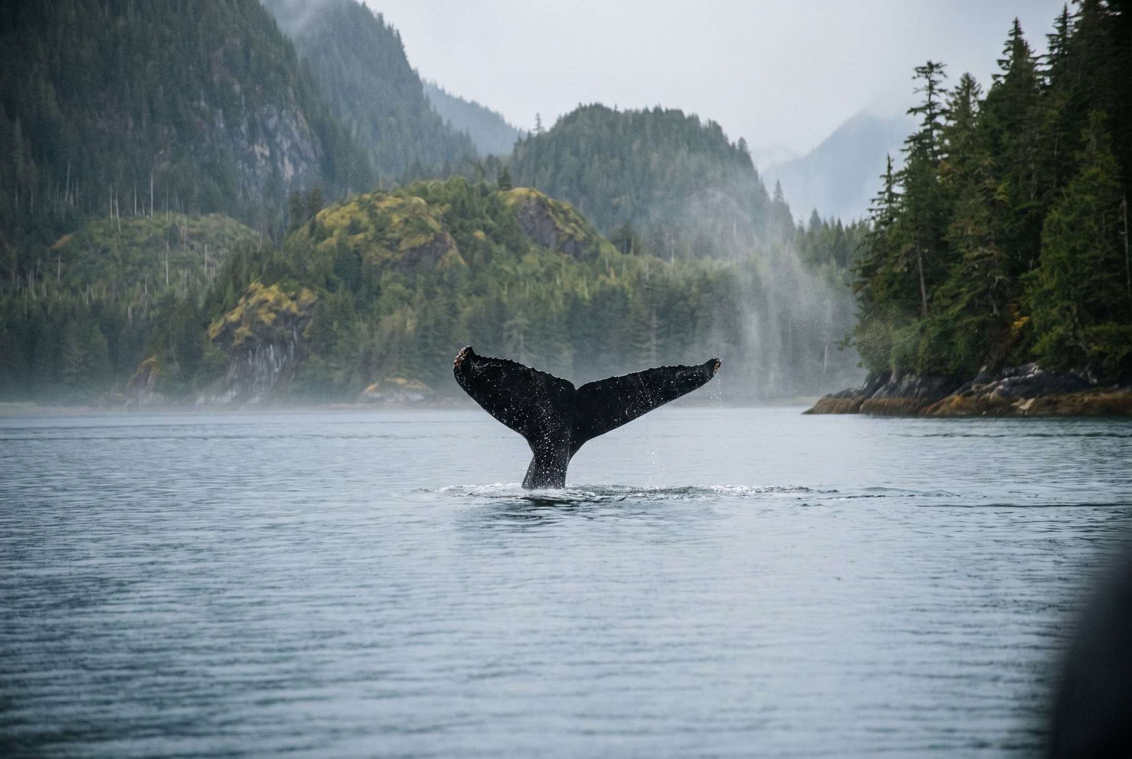 North America charter experience
